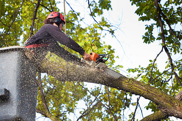 Professional Tree Service in Indiantown, FL